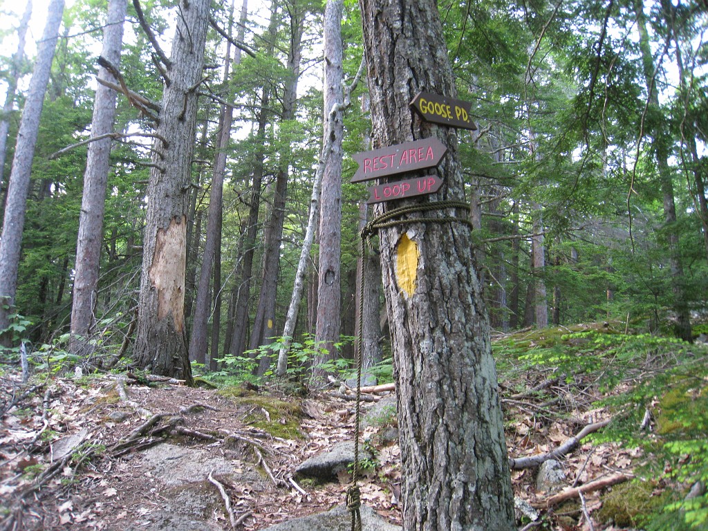 Elwell Trail NH 2010 185.jpg - The Elwell Trail North of Bristol NH, runs along Newfound Lake. The trail goes to Little and Big Sugarloaf mountains. Supposedly it also connects to Mt Cardigan. May 2010.